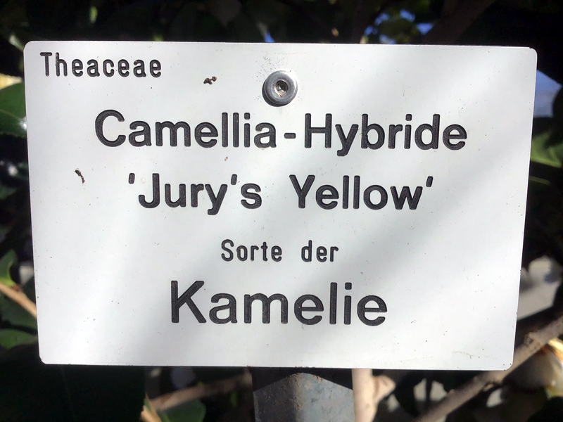 Schild Jurys Yellow