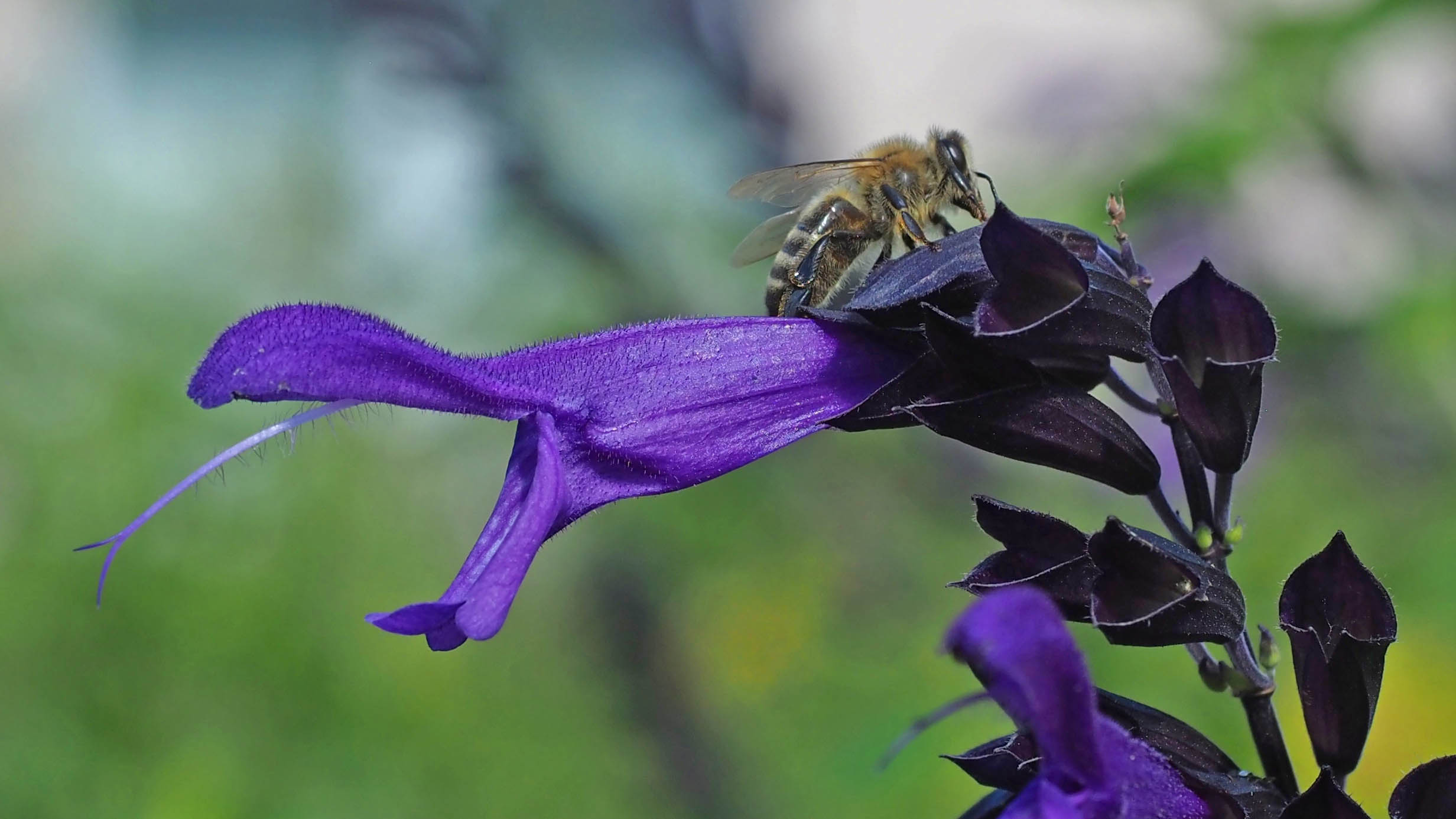 Blüte